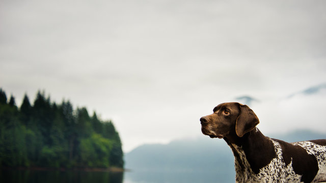 German Shorthair Pointer dog outdoors by ocean and forest with clouds