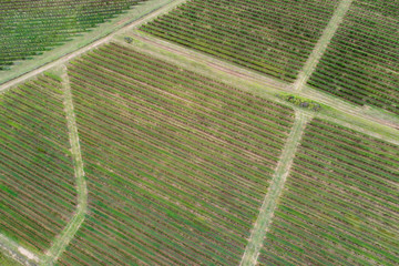 wine growing, vine patterns