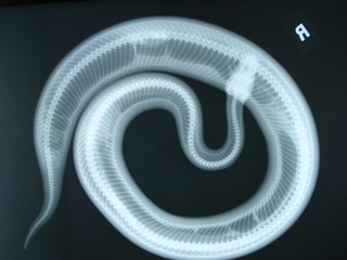 Snake X-ray