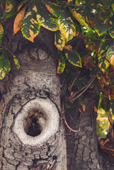 hollow in the trunk of an old chestnut. Autumn Park