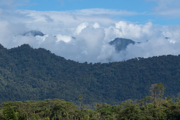cloudforest in the Tena area of Ecuador
