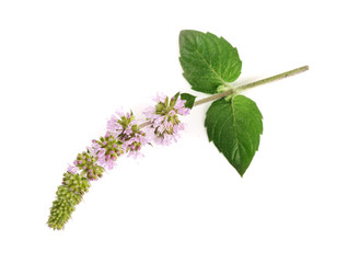 fresh peppermint herb with flowers isolated on white background © kolesnikovserg