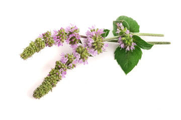 fresh peppermint herb with flowers isolated on white background © kolesnikovserg