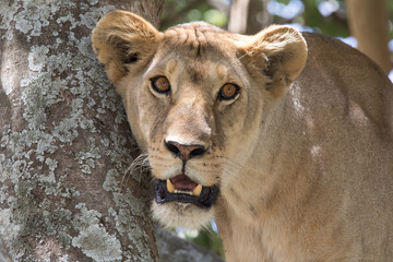 Obraz na płótnie Canvas Close up portrait of Lioness