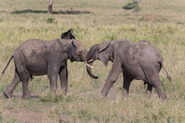 Two young bulls sparring.  A practice run of fighting elephants
