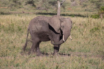 Fototapeta premium Spray on the mud - Elephants mud bath