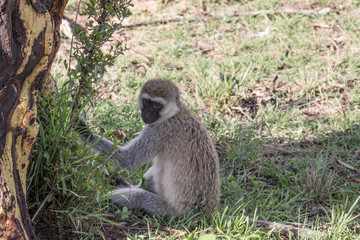 Monkey see monkey do