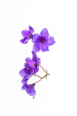 Fototapeta na wymiar violet flowers isolated