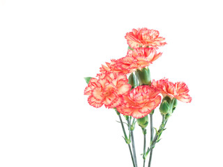 Obraz premium Close up of carnations on white background.