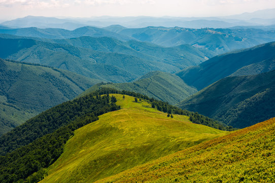 beautiful summer landscape. green grassy meadow on a hillside on top of mountain ridge with some forest down the hill