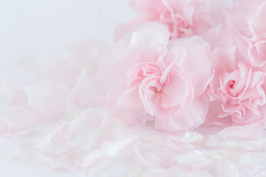 Pink Carnation Flowers Bouquet. soft filter.