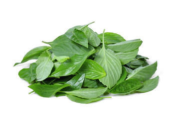 pile of thai basil leaves isolated on white background