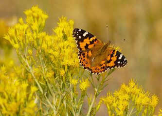 Beautiful Butterfly on Bright Yellow Flowers