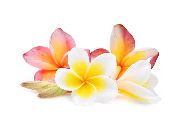 Crédence de cuisine en verre imprimé Frangipanier frangipanier rose et blanc ou plumeria (fleurs tropicales) isolé sur fond blanc