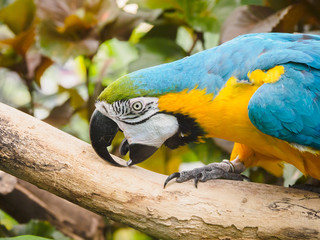 Blue-and-Gold Macaw  (Ara ararauna)