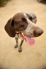 German Shorthaired Pointer dog outdoor portrait standing on path