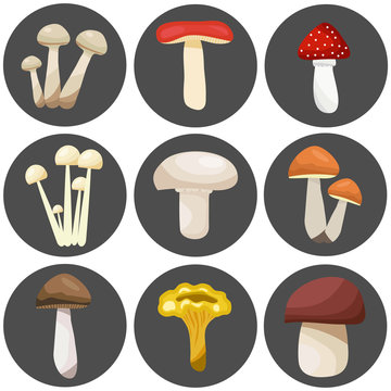 Edible and inedible mushrooms on a dark background