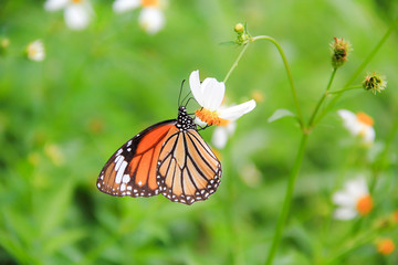 butterfly with flowers