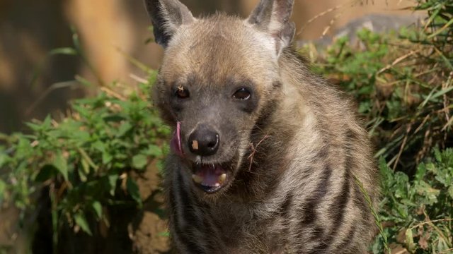 Striped hyena 