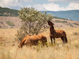 Two horses standing to eat in field on hot summer day