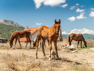 Young horse and adult horses in field on hot summer day