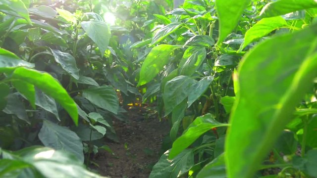going through yellow peppers plants with sun shining through green leafes making sun lens flares in slow-motion hd