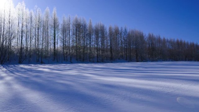 霧氷に覆われたカラマツの並木と雪原