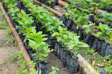 Arabica and Robusta coffee trees, coffee plantation.