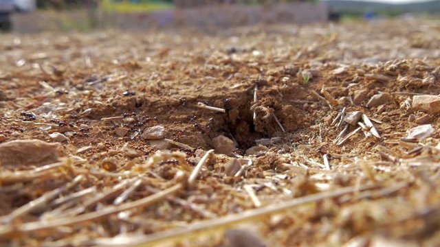 ants working together bringing stuff inside anthrax close-up in slow-motion hd