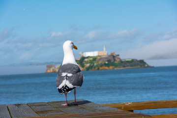 Möve schaut auf Alcatraz