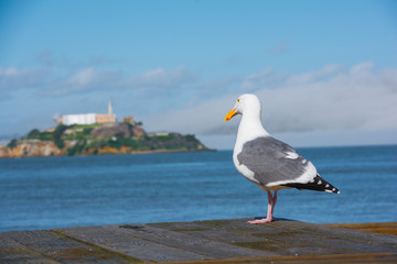 Möve schaut auf Alcatraz