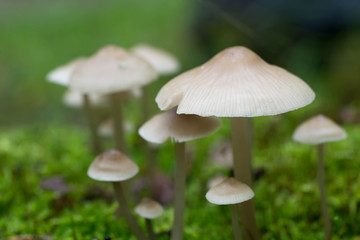 small white saprotrophic mushrooms closeup