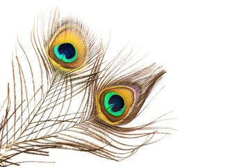 Obraz premium Detail of peacock feather on white background