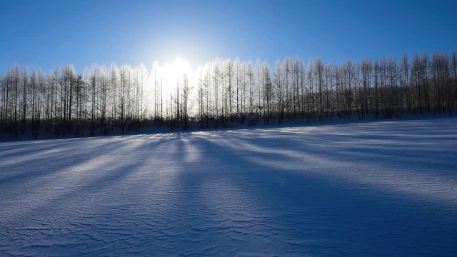 霧氷に覆われた真冬の朝の防風林