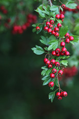 autumn: branch with red hawthorn berries