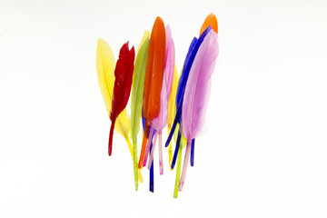 Colorful bird feathers
