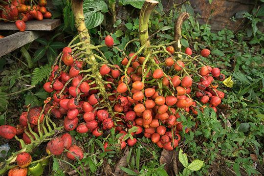 peach palm fruit clusters in Ecuadors Amazon region