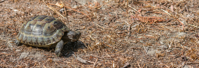 Mediterranean land tortoise