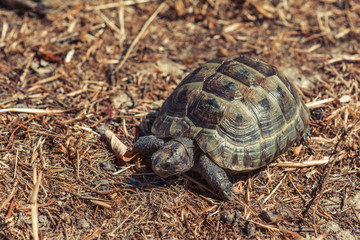 Mediterranean land tortoise