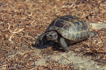 Mediterranean land tortoise