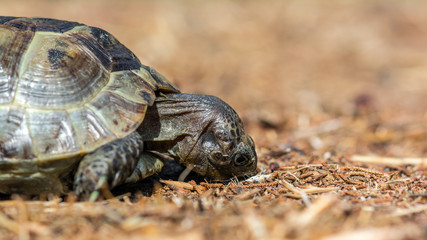 Mediterranean land tortoise
