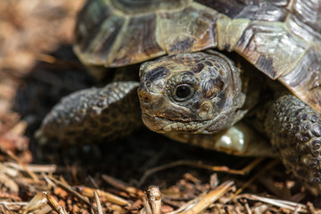 Mediterranean land tortoise