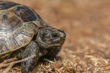 Mediterranean land tortoise