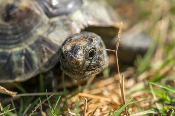Mediterranean land tortoise
