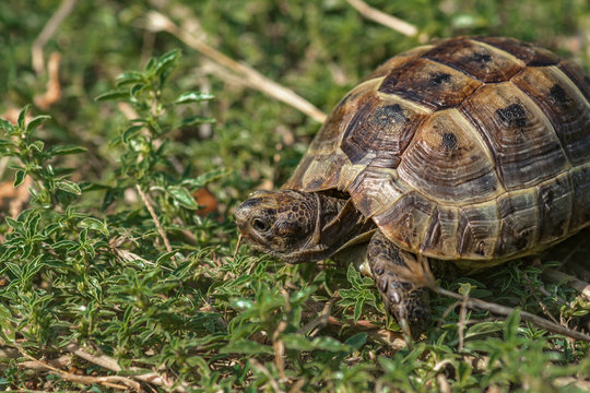 Mediterranean land tortoise