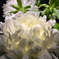 Obraz premium Aster, fleur blanche, décoration florale