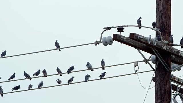 Wide shot of Stoic pigeons hanging out on a city power line