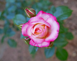 pink rose top view closeup in the gardens