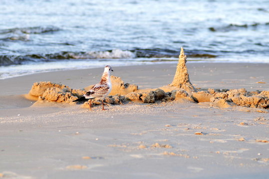 mewa na plaży