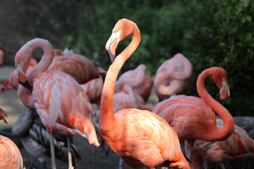 Close up group of a beautiful pink flamingos against green background. They have the longest neck...